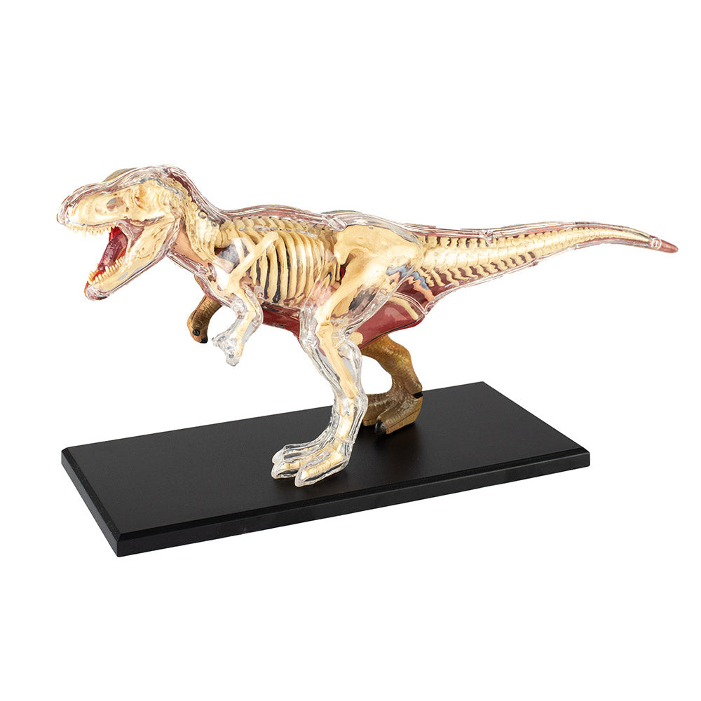4D Vision T. rex Model – The Children's Museum of Indianapolis Store