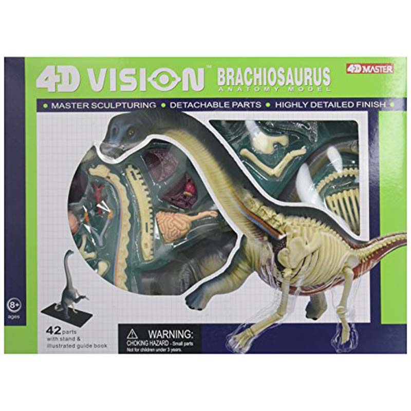 4D Vision Brachiosaurus Model – The Children's Museum of