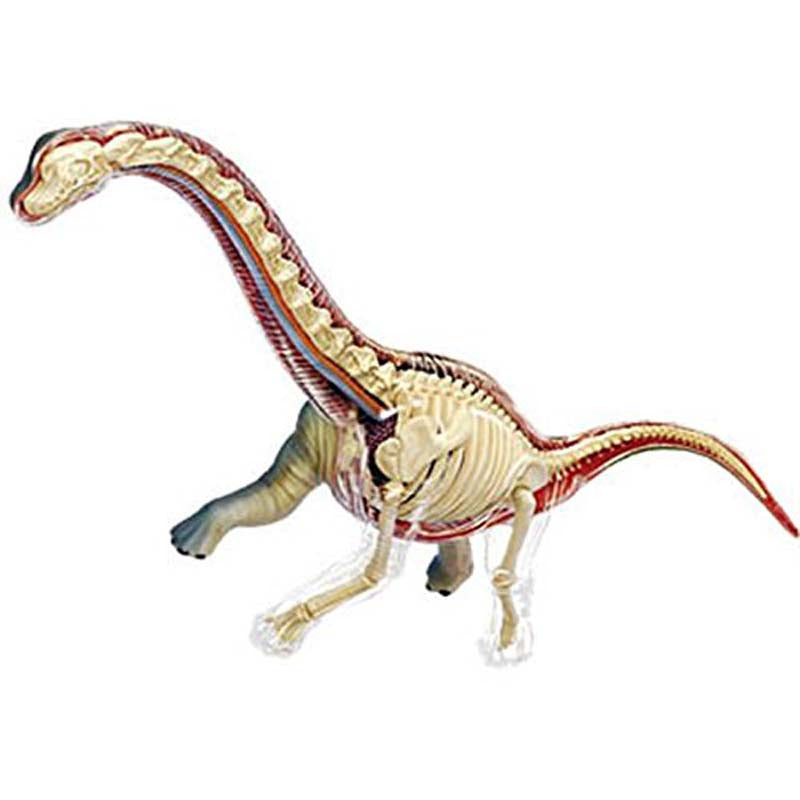4D Vision Brachiosaurus Model – The Children's Museum of
