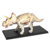 Assembled 4D Triceratops pictured from the left showing the interior system of bones and organs in the model.
