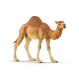 Dromedary