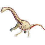 Assembled 4D Brachiosaurus showing the inside side where bones, organs, musculature and vasculature are visible.