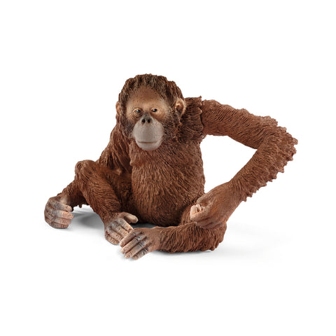 Orangutan Female