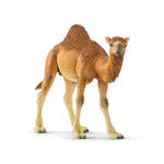 Dromedary