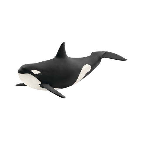 Image of full model of Killer whale from the left side, showing distinctive black and white patterning.